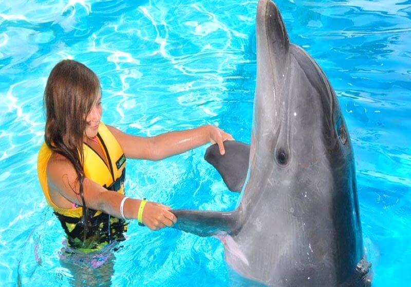 Dubai: Dolphin Bay'da Yunuslarla Yüzün